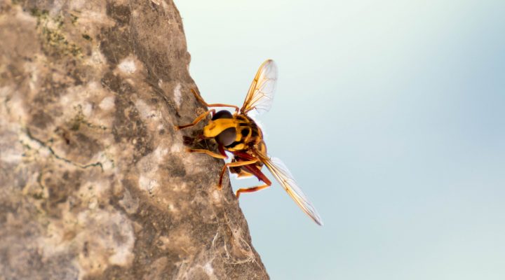 AvispaAsiatica_aiaraldea-720x400 Noticias